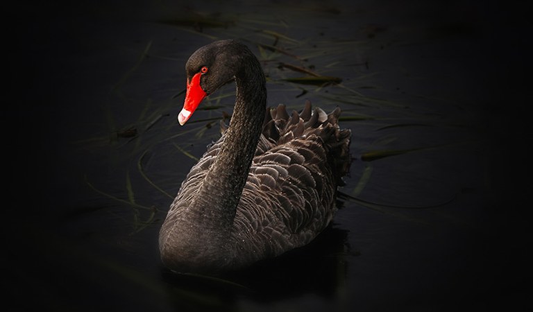 black-swan.jpg